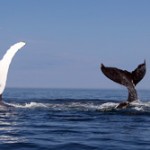 whale-watching-7-150x150