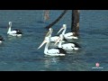 QLD North Stradbroke Island - Location Video