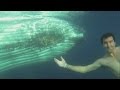 People swim, take selfie with whales