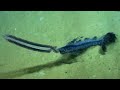 Rare deep-sea creature caught on video