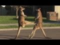 Kangaroos take their fight to the street