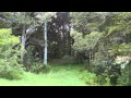 Matakana - Matakana Green - Pam Bourne