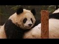 Deadly panda virus in China