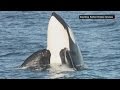 Whale watchers celebrate epic season