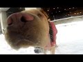 Dogs and snow: One minute of slo-mo fun