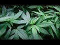 DC legalizes pot, despite threats from Congress