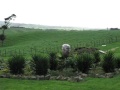Raglan - Country With Character - Richard Thomson