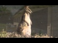 East Feluga - Rural Living In Mission Beach ...