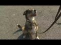 Lawsuit: Some Purina food harms dogs