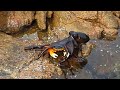 Octopus leaps out of water, grabs crab