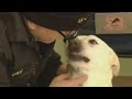 Adventurous dog jumps into freezing, icy lake