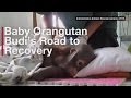 Baby orangutan rescued from chicken cage