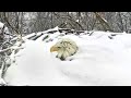 Eagles brave the snow to protect their eggs