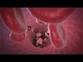 How blood works?