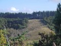 Matakana - Multiple Choices - -