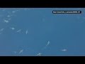 Hundreds of sharks swarm coast of Louisiana