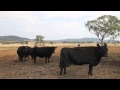 Quirindi - Quality Improvements & Counrty