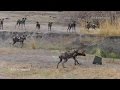 Capturing animal migrations in Africa