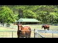 Currumbin Valley - $100K Price Reduction - Horse ...
