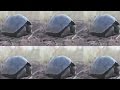 New hope for Galapagos Tortoises