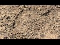Baradine - Plant Me - Chris Korff