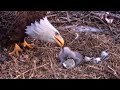 Eaglets hatch on webcam after harsh winter