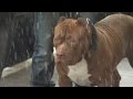 Meet 'Hulk' the giant pit bull
