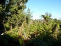 Seddonville - Peace & Tranquility - Clare Gilroy