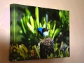 Bright - Blue Wren Cottage - Jennifer Chalwell