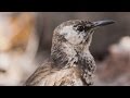 Bill Weir meets one of the world's rarest birds