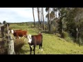 Kiripaka - Price Reduced 5.2 Ha Glenbervie .