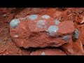 43 fossilized dinosaur eggs found