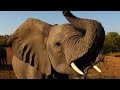 Africa without elephants: A frightening possibility
