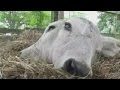 Check out this rare calf born in Florida