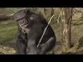 Chimp takes down drone