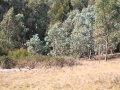 Myrtleford - Lifestyle Land By The Creek - -