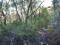 Mount Victoria - 3.8 Acre Block In The Heart Of The  ...