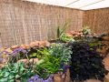 Maida Vale - ***Lifestyle Plus*** - -