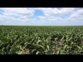 Farringdon : 88 Quire Road Cecil Plains (4407) QLD