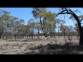 Thanes Creek - On The Banks Of Reedy Creek - -
