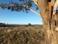 Gingkin - Spring Valley View - -