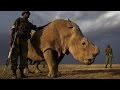 Rhino receives armed guards